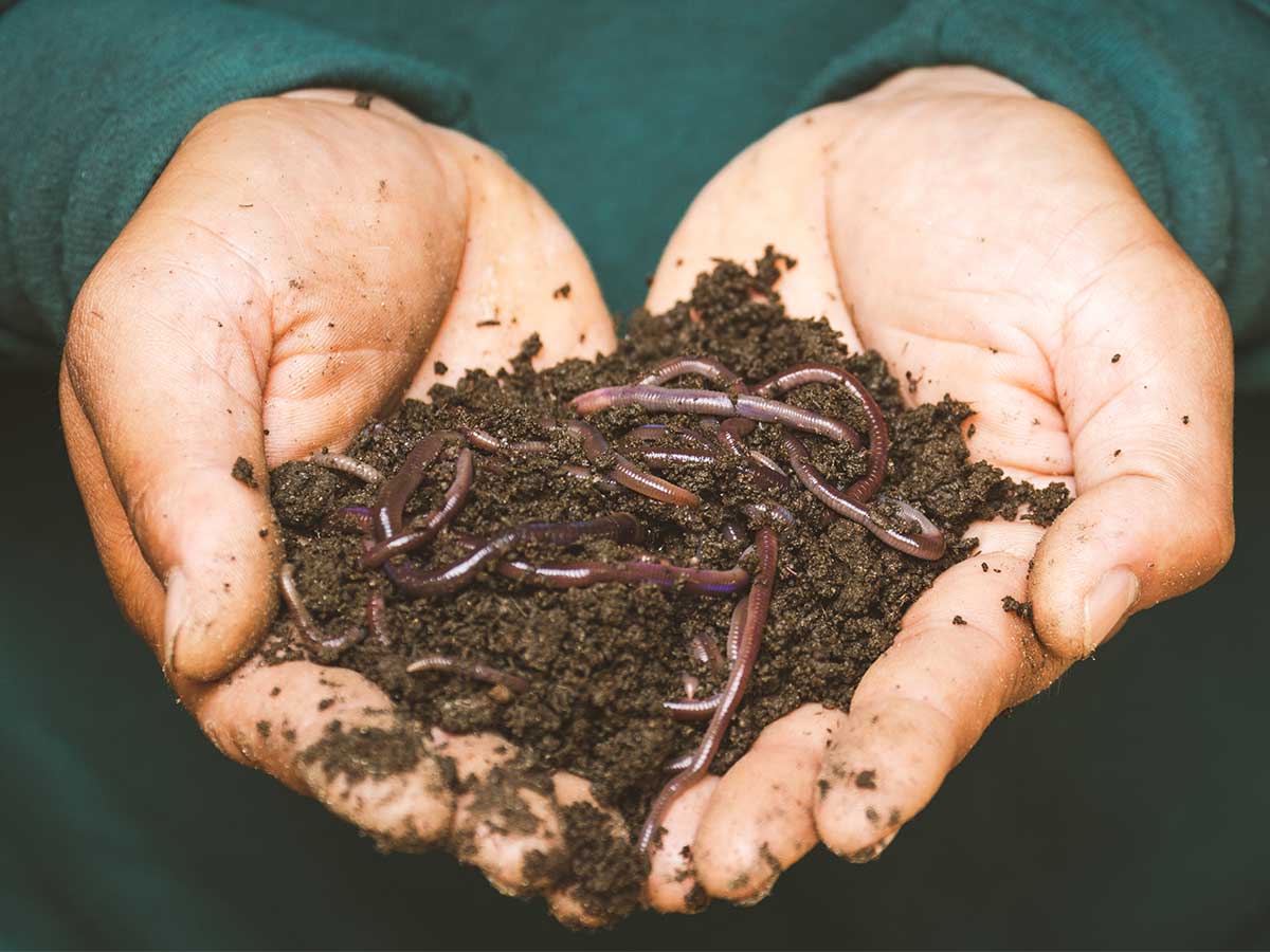 Hand mit Erde und Würmern zum kompostieren