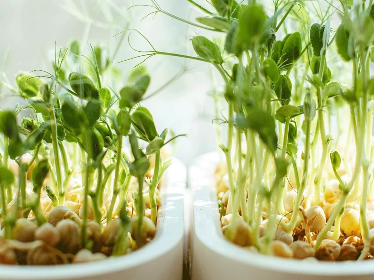 samen - Tipps zur richtigen Saatgut Aufbewahrung